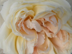 rose-blanche--sologne-copyright-yseult-carre